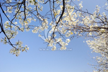 樱花的天空