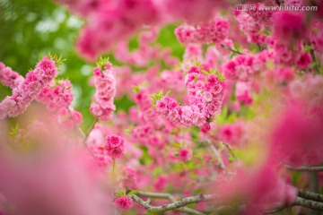 春天桃花高清图