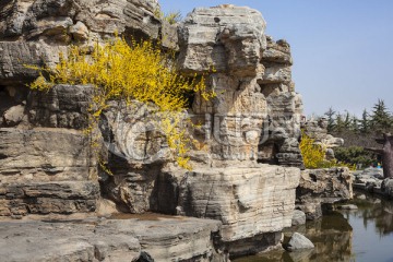 石壁 小溪 迎春花