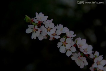 樱桃花