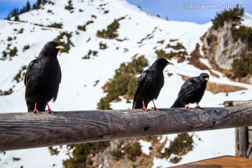 雪山上的乌鸦