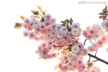 樱花花枝