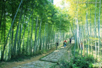 竹林 竹林小道 登山