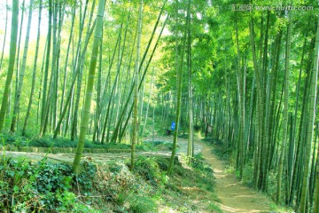 竹林小道 竹林