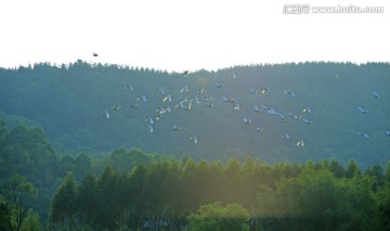 鸟类素材  白鹭