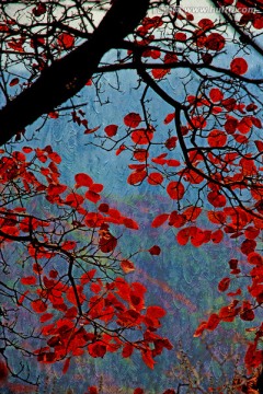 紅葉