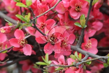 桃花素材 桃花特写