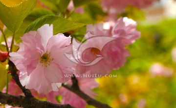 樱花 粉红色樱花