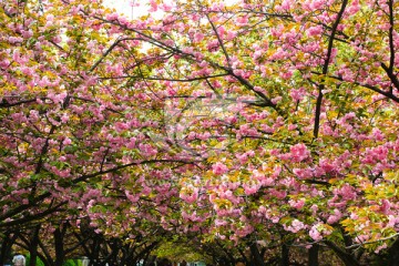 樱花 粉红色樱花