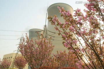 电厂樱花