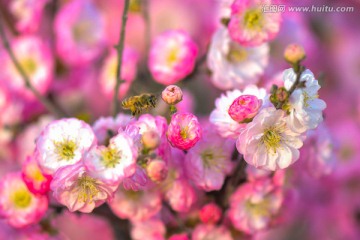 蜜蜂与梅花