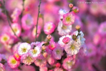 梅花与蜜蜂