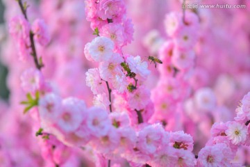 蜜蜂与梅花