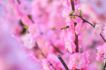 蜜蜂与梅花