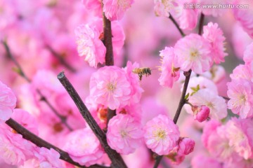 蜜蜂与梅花