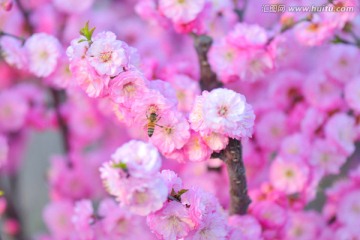 蜜蜂与梅花