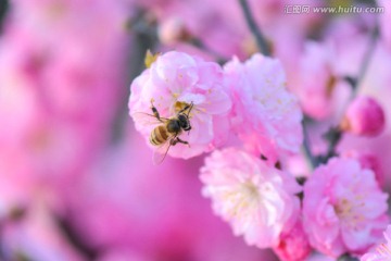 蜜蜂与梅花