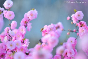 蜜蜂与梅花