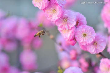 梅花与蜜蜂