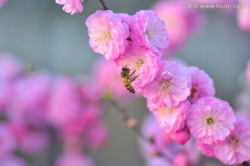 蜜蜂与梅花