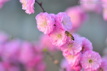 梅花与蜜蜂