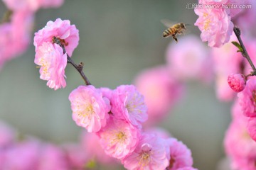 梅花与蜜蜂