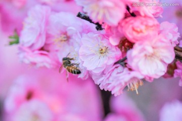 梅花与蜜蜂