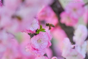 蜜蜂与梅花