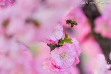 蜜蜂与梅花