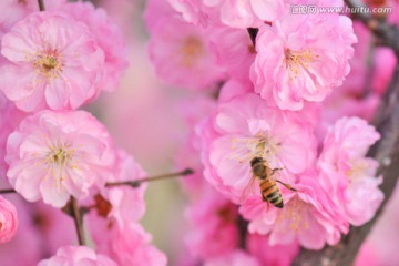 蜜蜂与梅花