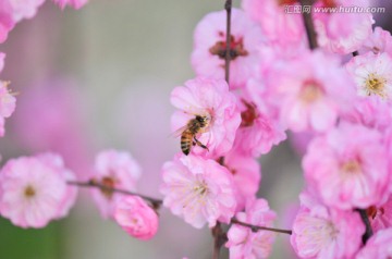 蜜蜂与梅花