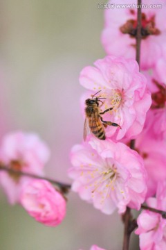 蜜蜂与梅花