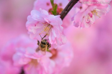 蜜蜂与梅花