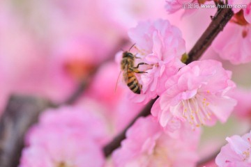 蜜蜂与梅花