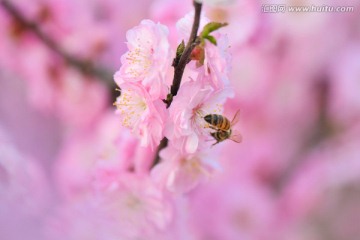 梅花与蜜蜂