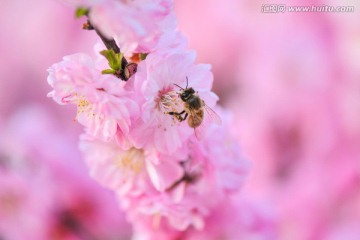 梅花与蜜蜂
