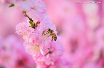 梅花与蜜蜂