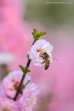 梅花与蜜蜂