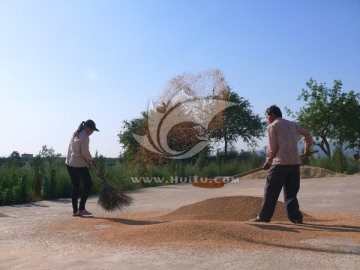 山西小山村麦场