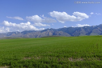 田野