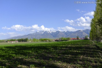 田野