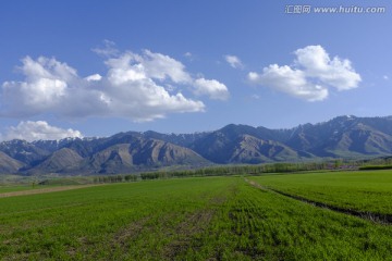 田野