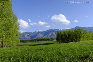 田野