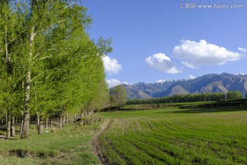 田野