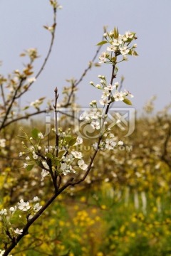 梨树 花枝