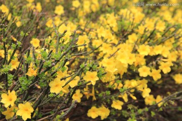 迎春花