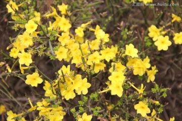 迎春花