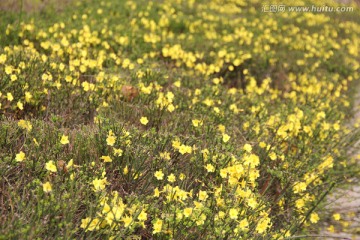 迎春花