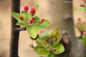 海棠花