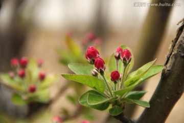 海棠花